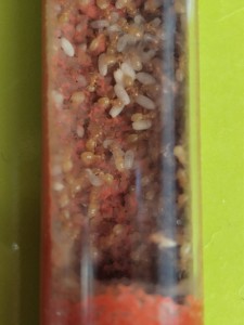 [Blog] La petite aventure de la colonie de Lasius flavus de Salem, IMG_20260406_124446.jpg