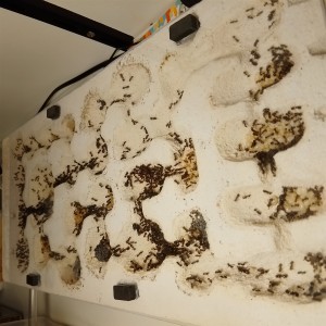 Nid, [Blog] Les M.barbarus de Gigantiosp 59