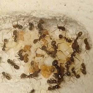 Nymphes, [Blog] Les M.barbarus de Gigantiosp 59