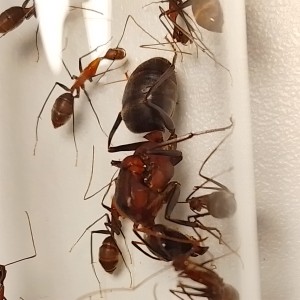 La reine, [Blog] les Camponotus angusticollis de Gigi