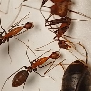 Les ouvrières, [Blog] les Camponotus angusticollis de Gigi