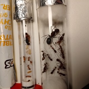 Comparaison avec les Camponotus US CA 02.   1, [Blog] les Camponotus angusticollis de Gigi