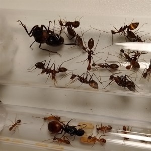 Comparaison avec les Camponotus US CA 02.   3, [Blog] les Camponotus angusticollis de Gigi