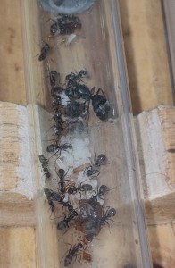 [BLOG] Formica sp. de Bouboulou, IMG_20260408_153330.jpg
