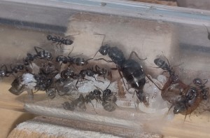 [BLOG] Formica sp. de Bouboulou, IMG_20260408_152757.jpg