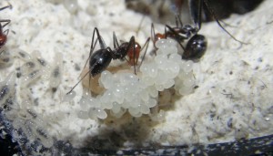 Ponte Myrmecocystus placodops, [Blog] Myrmecocystus placodops (fourmi pot de miel) de Seed noir