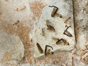 [Blog] Les Camponotus sanctus de Lorette, IMG_3198.jpeg