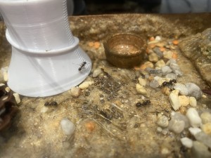 [Blog] Messor barbarus de Lorette, IMG_3214.jpeg