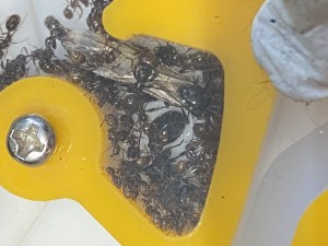 [Blog] Messor barbarus de Lorette, IMG_3205.jpeg
