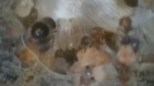 [Blog] Meranoplus bicolor de Lorette, 2026-04-12-18-31-47-033.jpeg