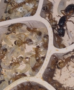 [BLOG] Camponotus sanctus de Bouboulou, IMG_20260413_110037.jpg