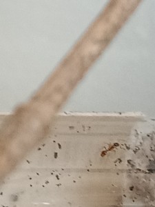 Tetramorium or not, IMG_20260413_121554.jpg