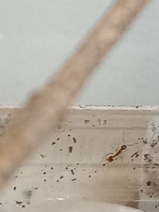 Tetramorium or not, IMG_20260413_121552.jpg