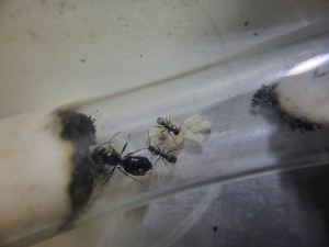 Suivi de mes colonies, 20260414_170124.jpg