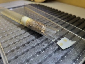 Suivi de mes colonies, 20260414_170158.jpg