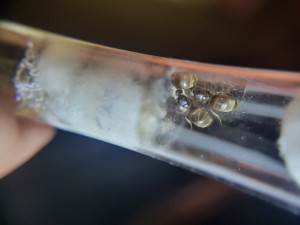 Suivi de mes colonies, 20260414_170326.jpg