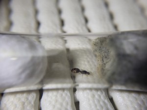 Suivi de mes colonies, 20260414_170359.jpg