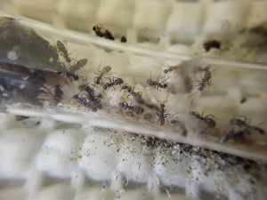 Suivi de mes colonies, 20260414_170620.jpg