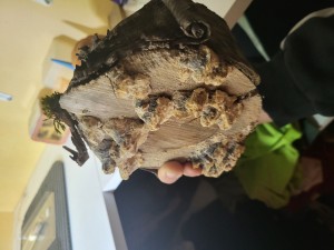 Suivi de mes colonies, 20260414_170756.jpg