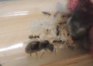[Blog] The Lasius family - Lasius niger, 2026-04-14_18h37_36.jpg