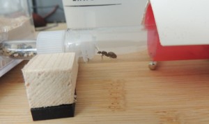 [Blog] The Lasius family - Lasius niger, 2026-04-14_18h54_53.jpg