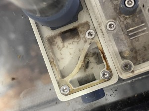 Colonie de Solenopsis Fugax, 