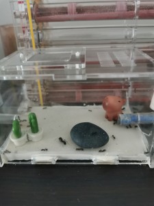 [Blog] Messor barbarus de Marie Aromat, IMG_20260415_192510.jpg