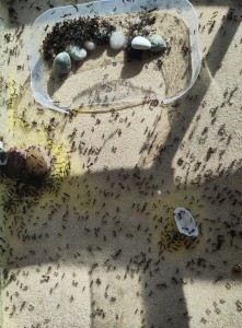 [BLOG] Messor barbarus de Bouboulou, IMG_20260415_180738.jpg