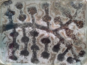 [BLOG] Messor barbarus de Bouboulou, IMG_20260415_191222.jpg