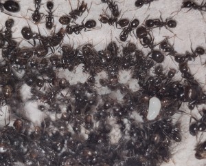 [BLOG] Messor barbarus de Bouboulou, IMG_20260415_190239.jpg