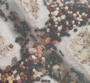 [BLOG] Messor barbarus de Bouboulou, IMG_20260415_191317.jpg