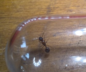 La gyne trouvée aujourd'hui., Deux gynes Myrmica dela même espèce ?