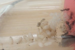 [Blog] The Lasius family - Lasius niger, 2026-04-17_17h09_13.jpg