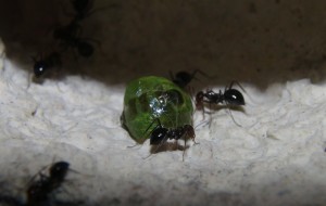 Pot de miel mort Myrmecocystus mimicus, [Blog] Myrmecocystus mimicus (fourmi pot de miel) de Seed noir