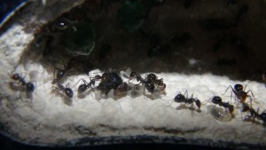 Nourrissage larves Myrmecocystus mimicus, [Blog] Myrmecocystus mimicus (fourmi pot de miel) de Seed noir
