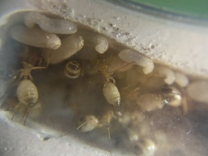 [Blog] Les Camponotus sanctus de Lorette, IMG_3231.jpeg