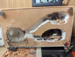 Cocons blancs et beiges, [Blog] Camponotus barbaricus de Mimiti