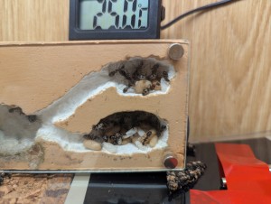 [Blog] Camponotus barbaricus de Mimiti, PXL_20260418_184855343.MP_.jpg