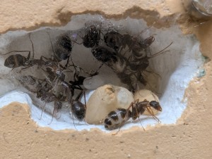 Cavité haute, [Blog] Camponotus barbaricus de Mimiti