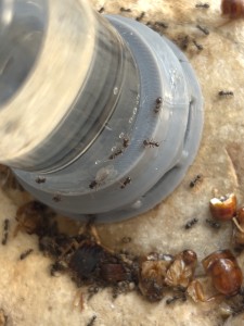 Lasius Niger - adoption d’une nouvelle gyne possible ?, IMG_0270.jpeg