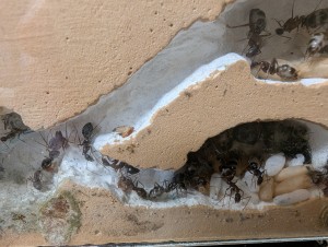 Bouts de Red runners, [Q/R] Camponotus barbaricus de Mimiti