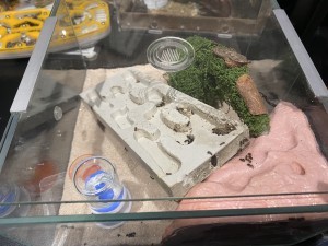 [Blog] Meranoplus bicolor de Lorette, IMG_3260.jpeg