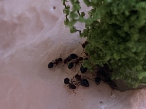 [Blog] Meranoplus bicolor de Lorette, IMG_3273.jpeg