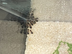[Blog] Meranoplus bicolor de Lorette, IMG_3272.jpeg