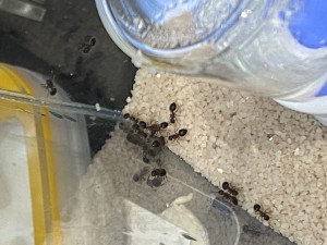 [Blog] Meranoplus bicolor de Lorette, IMG_3271.jpeg