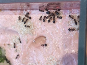 [Blog] Meranoplus bicolor de Lorette, IMG_3269.jpeg