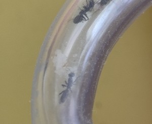 Zoom sur les œufs !, [BLOG] Formica sp. de Bouboulou