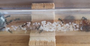 [BLOG] Formica sp. de Bouboulou, IMG_20260422_115019.jpg