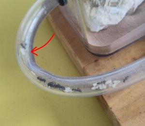 Les œufs sont au bout de la flèche rouge., [BLOG] Formica sp. de Bouboulou