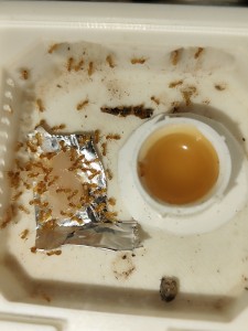 [Blog] La petite aventure de la colonie de Lasius flavus de Salem, IMG_20260423_202107.jpg